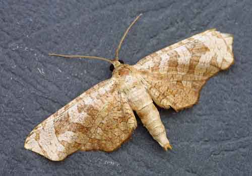 Thyrididae Alchetron, The Free Social Encyclopedia